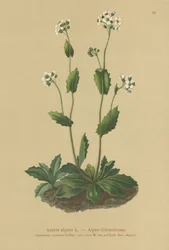 Almindelig Vægkarse (Arabis alpina)