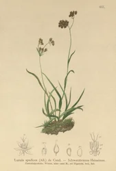 Alpeblomst (Luzula alpinopilosa, Luzula spadicea)