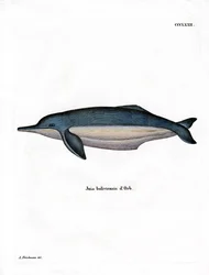 Amazon River Dolphin (farvet gravering)