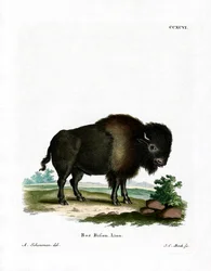 American Bison (farvet gravering)