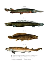 Amerikansk ferskvandsgarpike (farve litho)