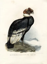 Andeskondor, 1864