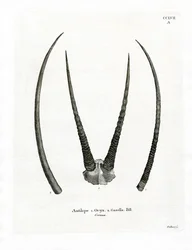 Arabiske Oryx-horn (farvet gravering)