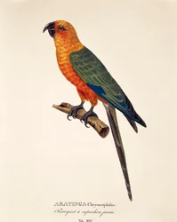 Aratinga Chrysocephalus, tabel XIV fra 