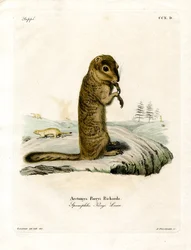 Arctic Ground Squirrel (farvet gravering)