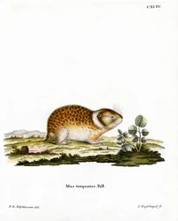 Arctic Lemming (farvet gravering)