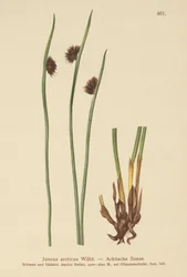 Arctic Rush (Juncus arcticus)