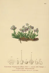 Arktisk forglemmigej (Eritrichium nanum, Eritrichium Terglouense)