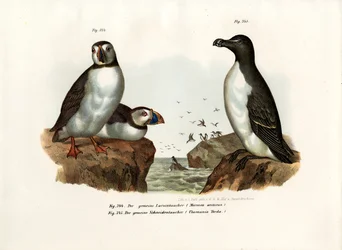 Arktisk Lunde, 1864