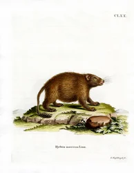 Asiatisk penselhalehulepindsvin