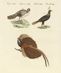 Asiatiske fugle (farvet gravering)