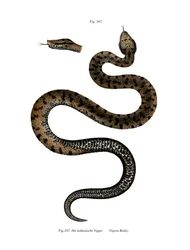 Asp Viper (farve litho)