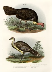 Australsk børste-Tyrkiet, 1864