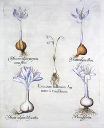 Autumn Snowflake and Meadow Saffrons, fra Hortus Eystettensis, af Basil Besler (1561-1629), pub. 1613 (håndkoloreret gravering)