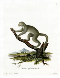 Bambus Lemur (farvet gravering)