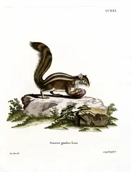 Barbary Ground Squirrel (farvet gravering)