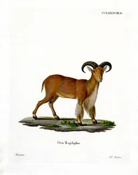 Barbary Sheep (farvet gravering)