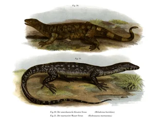 Beaded Lizard (farve litho)