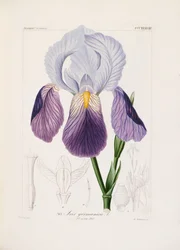 Skæg iris, graveret af Ch. Schnorr (håndfarvet litho)