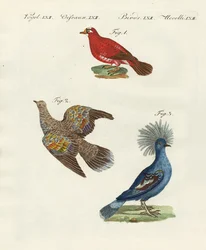Smukke, fremmede duer