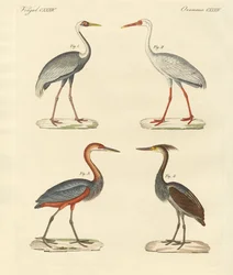 Smukke mosefugle (farvet gravering)