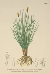 Bellardis mose-sedge (Kobresia myosuroides, Elyna myosuroides, Kobresia bellardii, Elyna bellardii, Elyna scirpina, Elyna spicata)