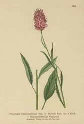 Betonbladet Rampion (Phyteuma betonicaefolium)