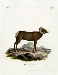Bighorn Sheep (farvet gravering)