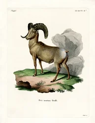 Bighorn Sheep (farvet gravering)