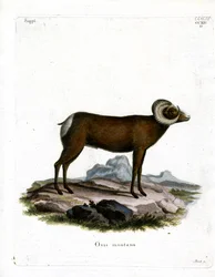 Bighorn Sheep (farvet gravering)