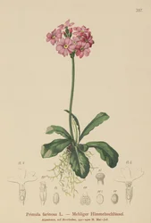 Primula farinosa (Primula farinosa)