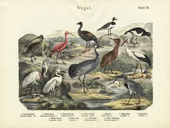 Fugle, ca. 1860