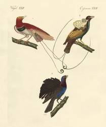 Paradisfugle