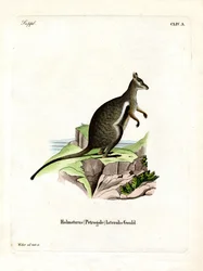 Sortfodet klippewallaby