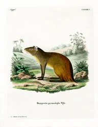 Sort-rumped Agouti (farvet gravering)