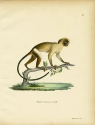 Sorthalet silkeabe