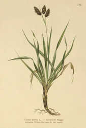 Sort alpesedge (Carex atrata)