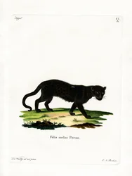 Sort leopard