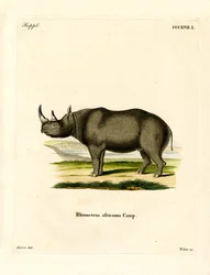 Sort næsehorn