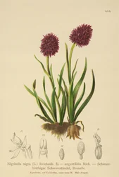Sort vanilje orkidé (Nigritella nigra, Nigritella angustifolia)