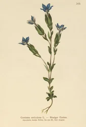 Blære-ensian (Gentiana utriculosa)