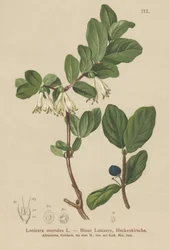 Blå kaprifolium (Lonicera caerulea, Lonicera coerulea)