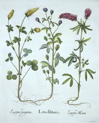 Blue Troginella, Yellow Clover, Red Wood Clover, fra Hortus Eystettensis, af Basil Besler (1561-1629) pub. 1613 (håndkoloreret gravering)