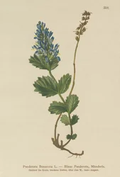 Blålig Paederota (Paederota Bonarota)