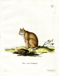 Bobcat (farvet gravering)