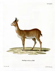 Bohor Reedbuck (farvet gravering)