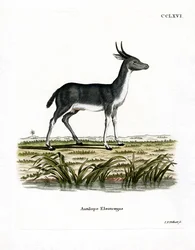 Bohor Reedbuck (farvet gravering)