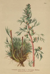Boreal malurt (Artemisia nana, Artemisia borealis)