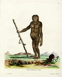 Bornean Orang-Outang (farvet gravering)