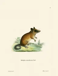 Brazilian Gracile Mouse Opossum (farvet gravering)